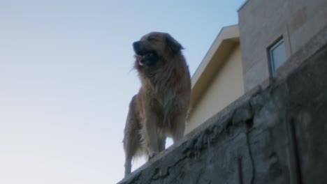 Un-Perro-Feliz-Camina-Sobre-La-Pared-De-Una-Casa-En-Cámara-Lenta