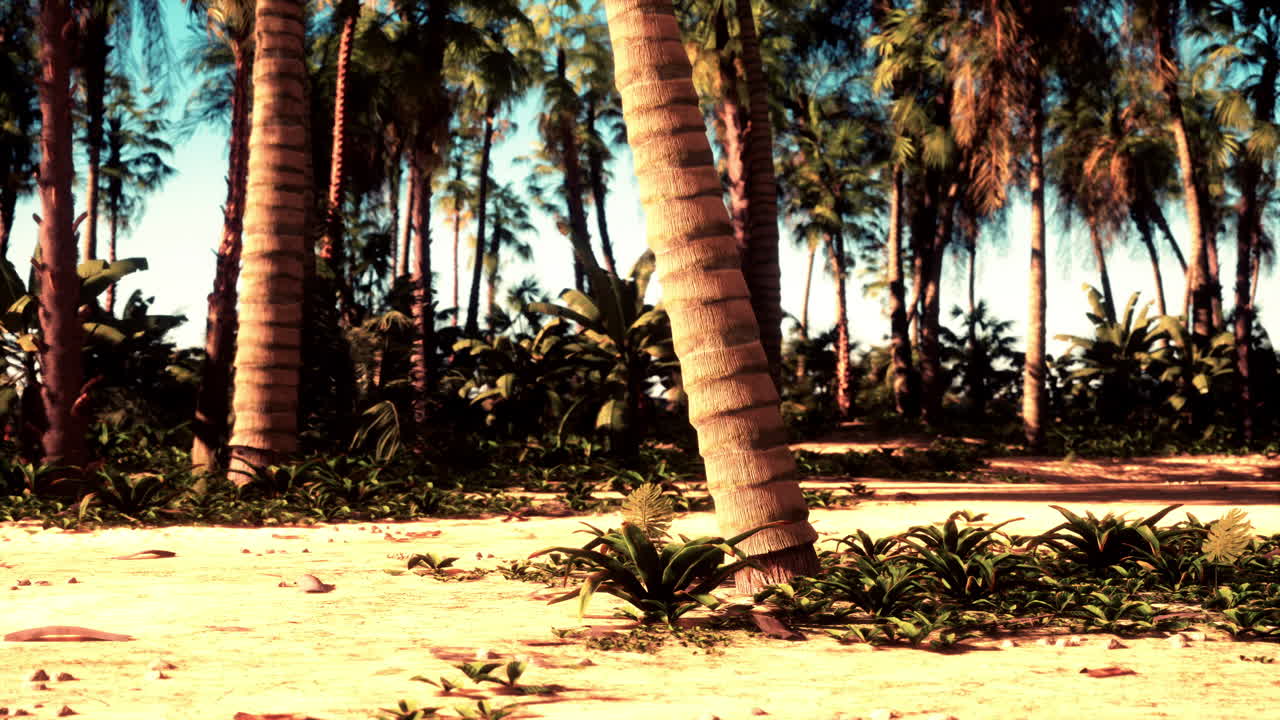 A bunch of palm trees on a beach