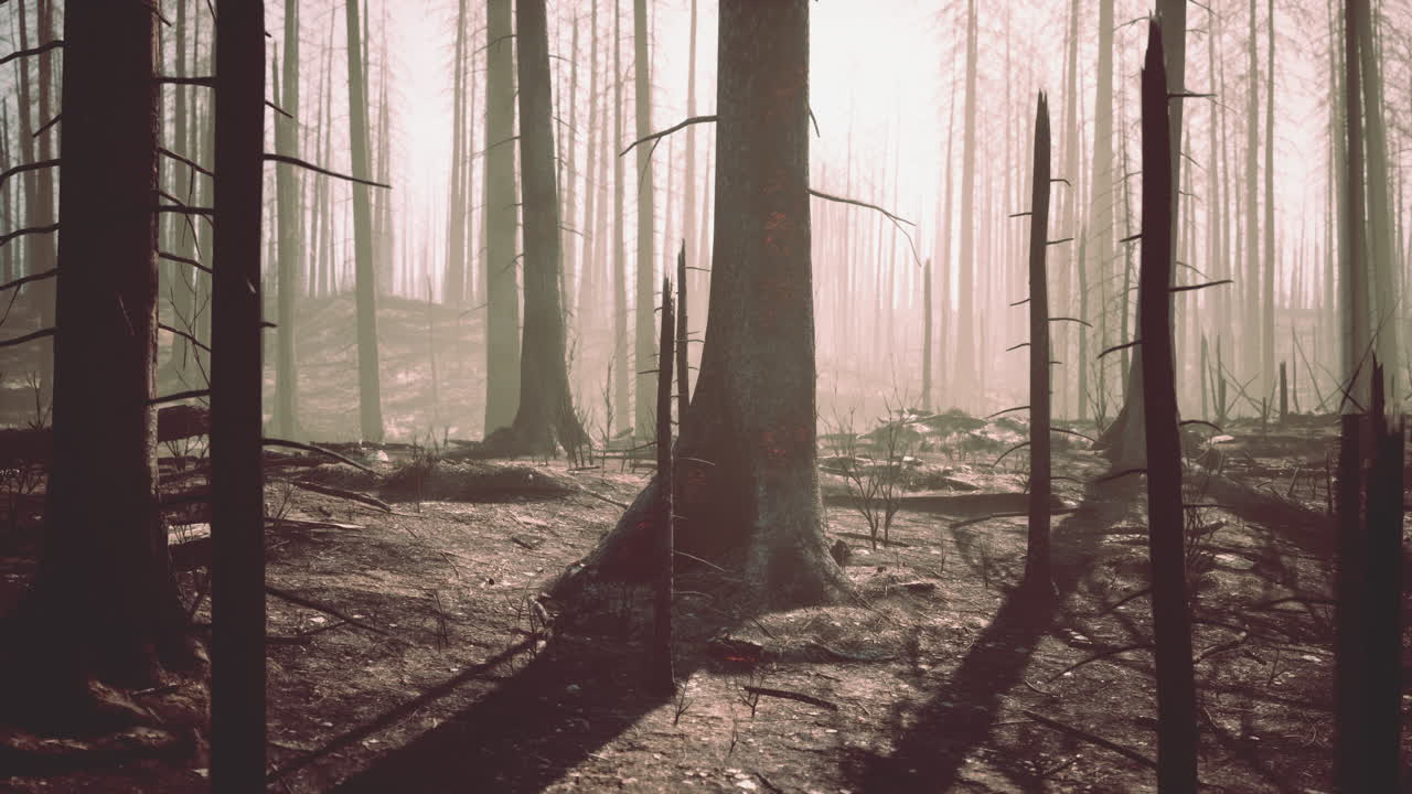 la selva tropical destruida en el amazonas