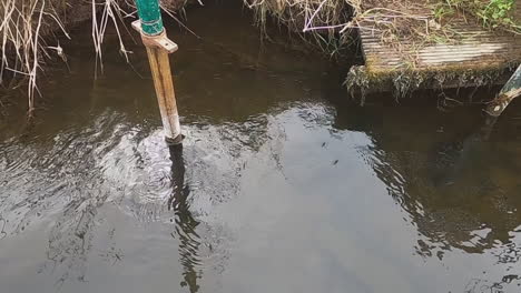 water strider insects gather near shore on quiet shallow river