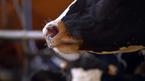 portrait of dairy cow in milk farm. agriculture industry, farming and animal husbandry concept