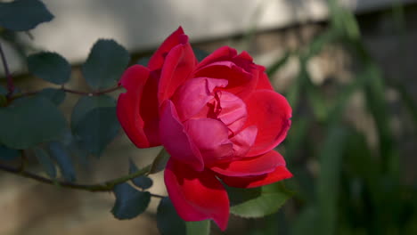 close view of a red rose growing on a vine, but only partially opened