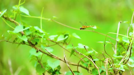 Una-Libélula-Salvaje-Volando-Sobre-Las-Pequeñas-Ramas-De-Un-árbol---La-Libélula-Hembra-Amarilla-Conocida-Como-Percha-De-Punta-Negra-O-Percha-De-Alas-De-Carbón-Se-Posa-Sobre-Ramitas