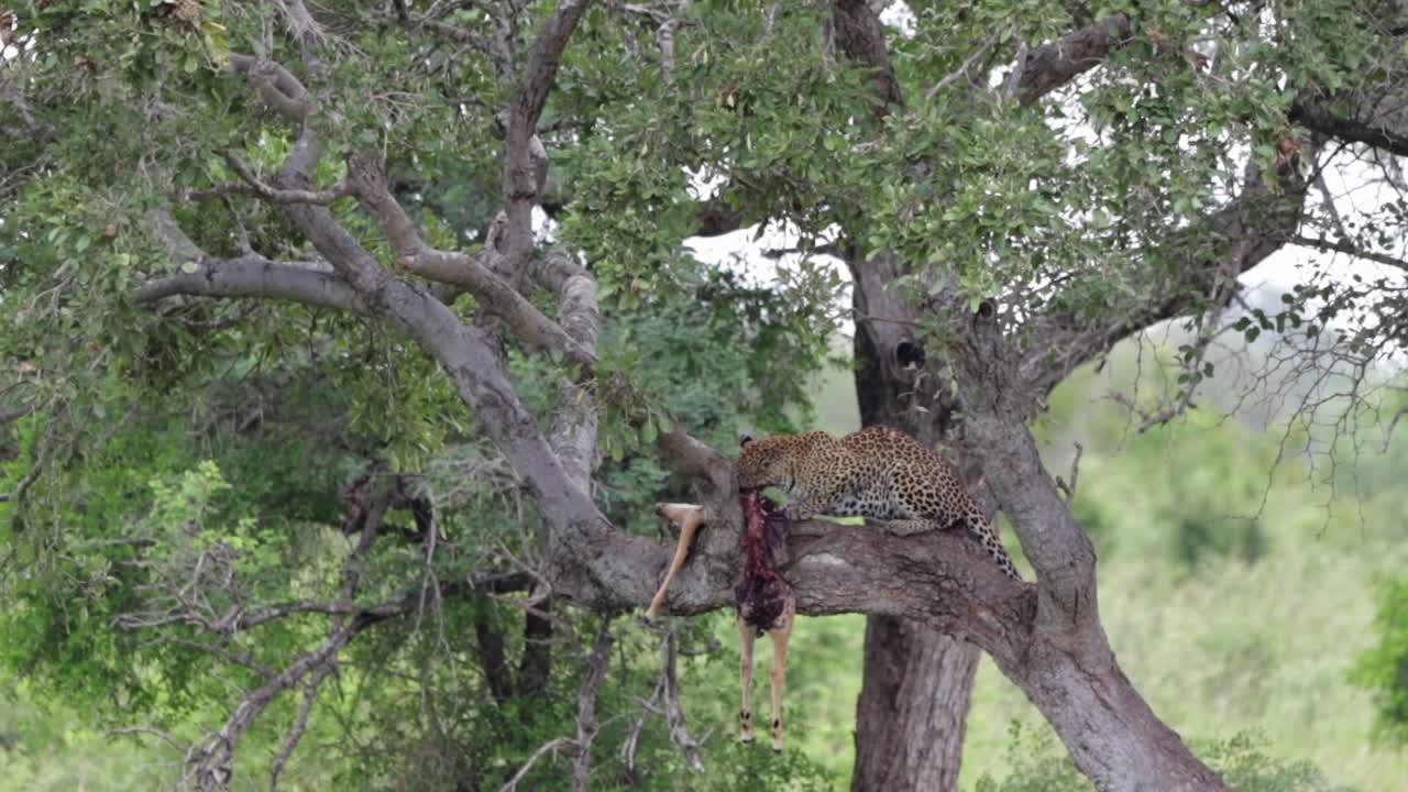 el leopardo cazador come impala en la rama de un árbol en el parque nacional kruger