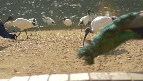 peacocks and white ibis birds are pecking grains near a pond at the auburn japanese garden sydney