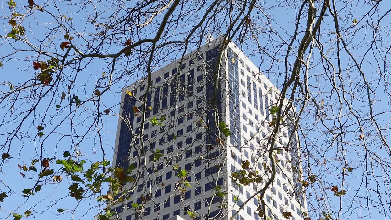 Autumn leaves dropping and swaying in wind in front of city office building