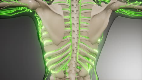 vasos sanguíneos del cuerpo humano