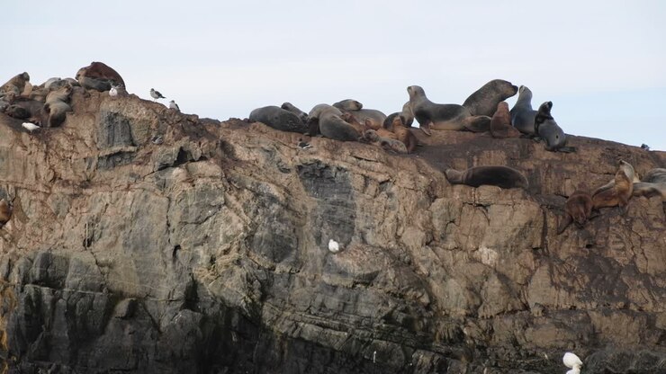 Two lovely adult fur seals on large harem kissing on rocky island