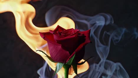 rosa ardiente