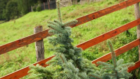 growing fir tree at the yard with wooden fence