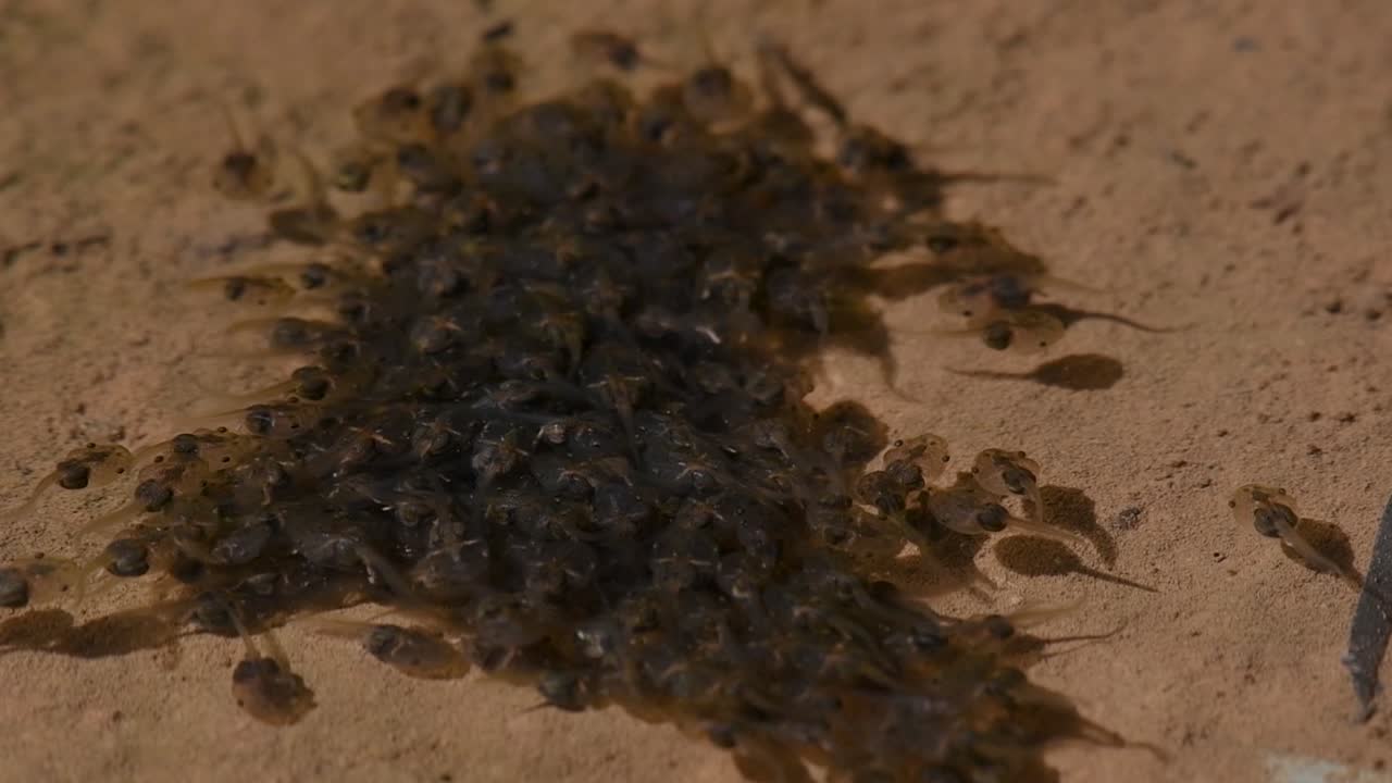 아침 햇살에 올챙이들이 서로 가깝게 헤엄쳐서 포식자를 겁주기 위해 움직이는 큰 물체로 슬로우 모션으로 나타납니다.