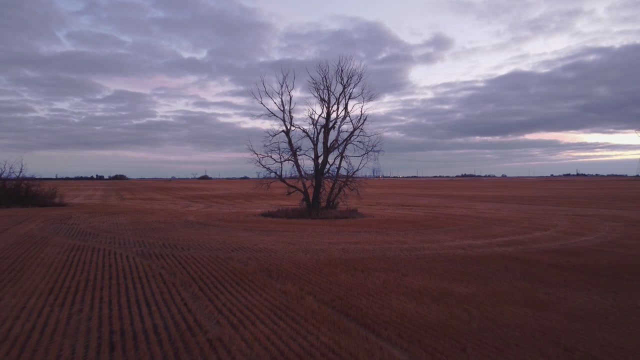 Lone tree in arable land powerlines evening clouds wheat close up pull out aerial
