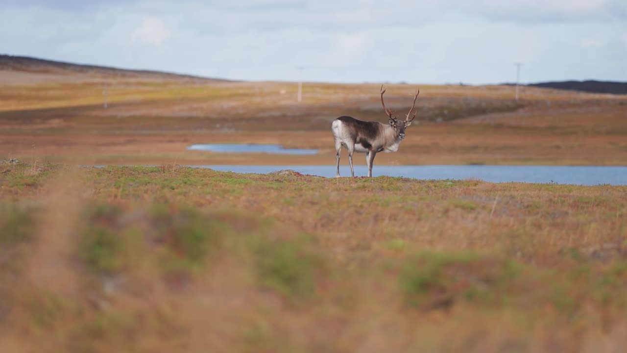 un reno solitario pasta en la tundra de otoño