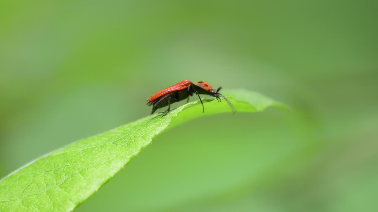 Black-Headed Scarlet Lily Beetle Sitting on a Leaf in the Forest, ,Pyrochroa Coccinea, Closeup