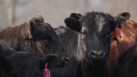 Vacas-Lecheras-Sanas-De-Color-Marrón-Que-Muestran-Crotales-De-Seguimiento-De-Pasaporte-De-Identidad