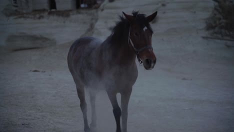 horse shaking dust off its mane and body in turkey