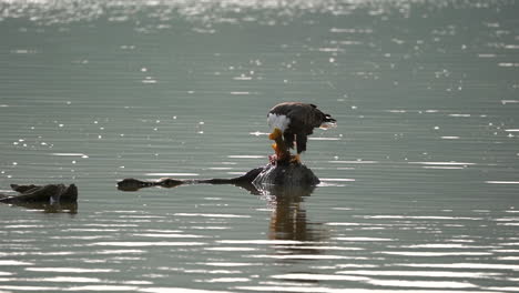 un águila calva comiendo un pez en una roca en medio de un lago