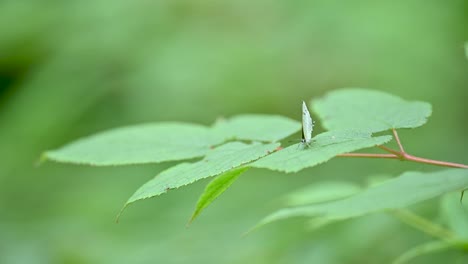close-up of a light green butterfly resting on a vibrant green leaf.