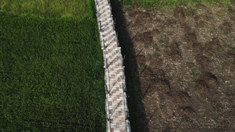 The-bamboo-bridge-across-rice-fields-of-Su-Tong-Pae-in-a-small-town-of-Pai,-Mae-Hong-Son-province,-Thailand