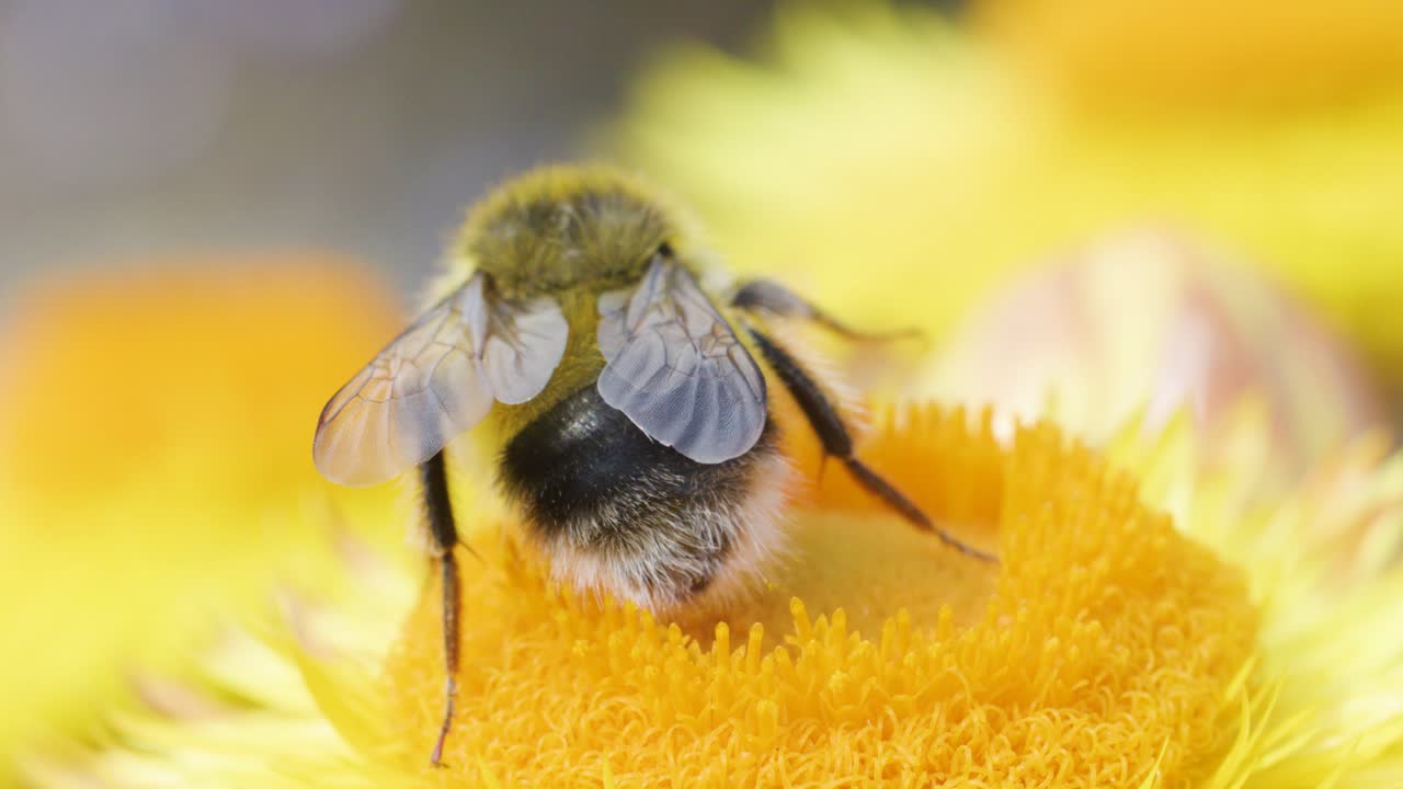 A bumblebee feeds and gathers pollen on a vibrant yellow flower, captured in close-up macro with natural daylight and shallow depth of field