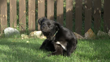 dog outside in the garden scratching in the sun