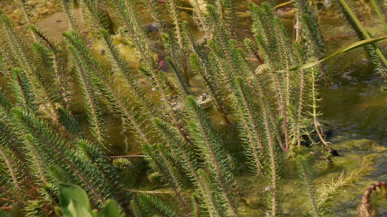 Underwater pond plants sway gently with the current in still green water.