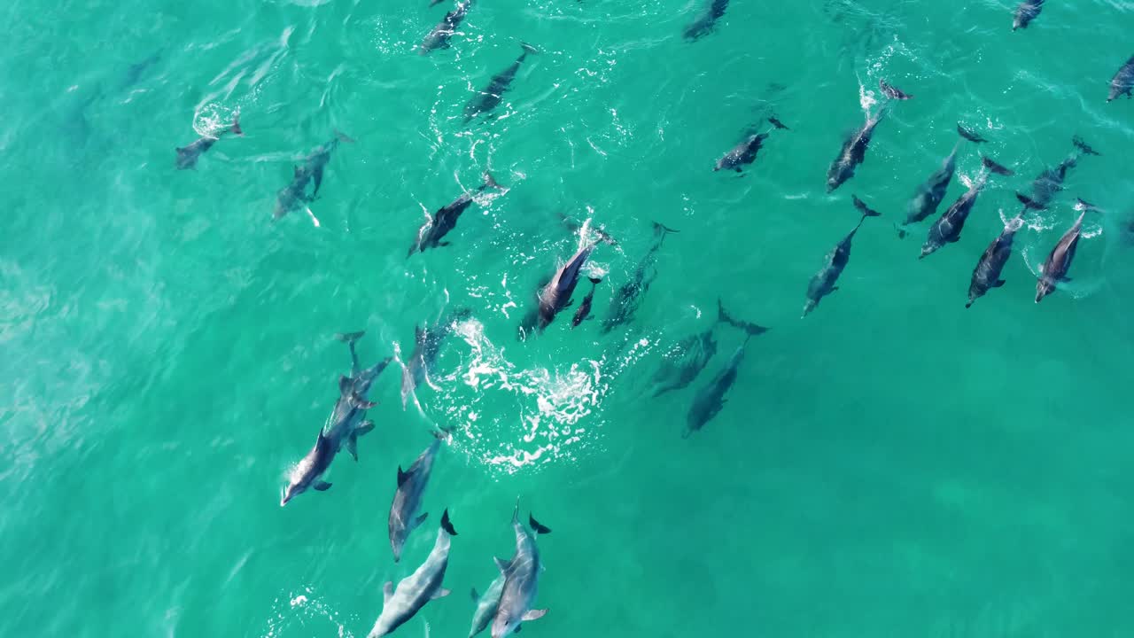 Aerial drone nature shot of huge beautiful dolphin pod playing Pacific ocean coastline Central Coast NSW Australia 4K