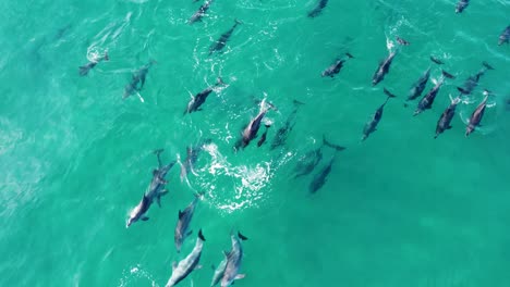 aerial drone nature shot of huge beautiful dolphin pod playing pacific ocean coastline central coast nsw australia 4k