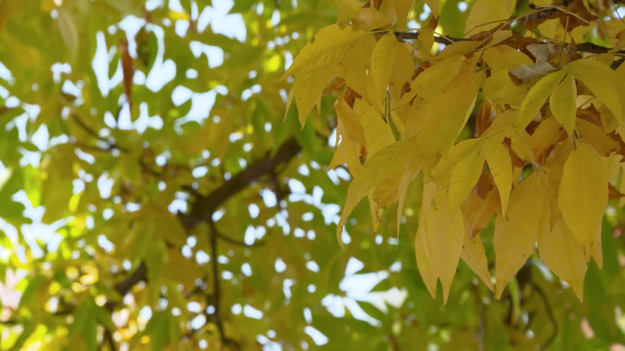 아이다호 주 보이즈의 폭포에서 노랗게 변하는 나뭇잎