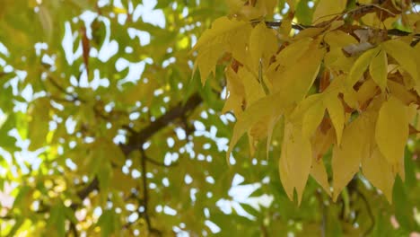 leaves turning yellow in the falls in boise, idaho