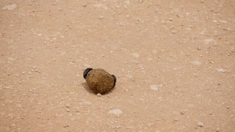 two flightless dung beetle rolling dung off the road with traffic