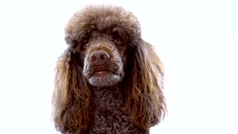 4k close-up video portrait of brown poodle on white background