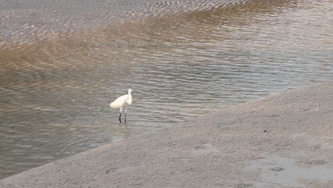 egret walking and searching for food by water