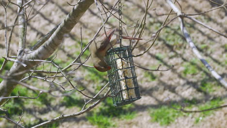 cardenal del norte hembra comiendo en un comedero para pájaros sebo durante el invierno tardío en carolina del sur