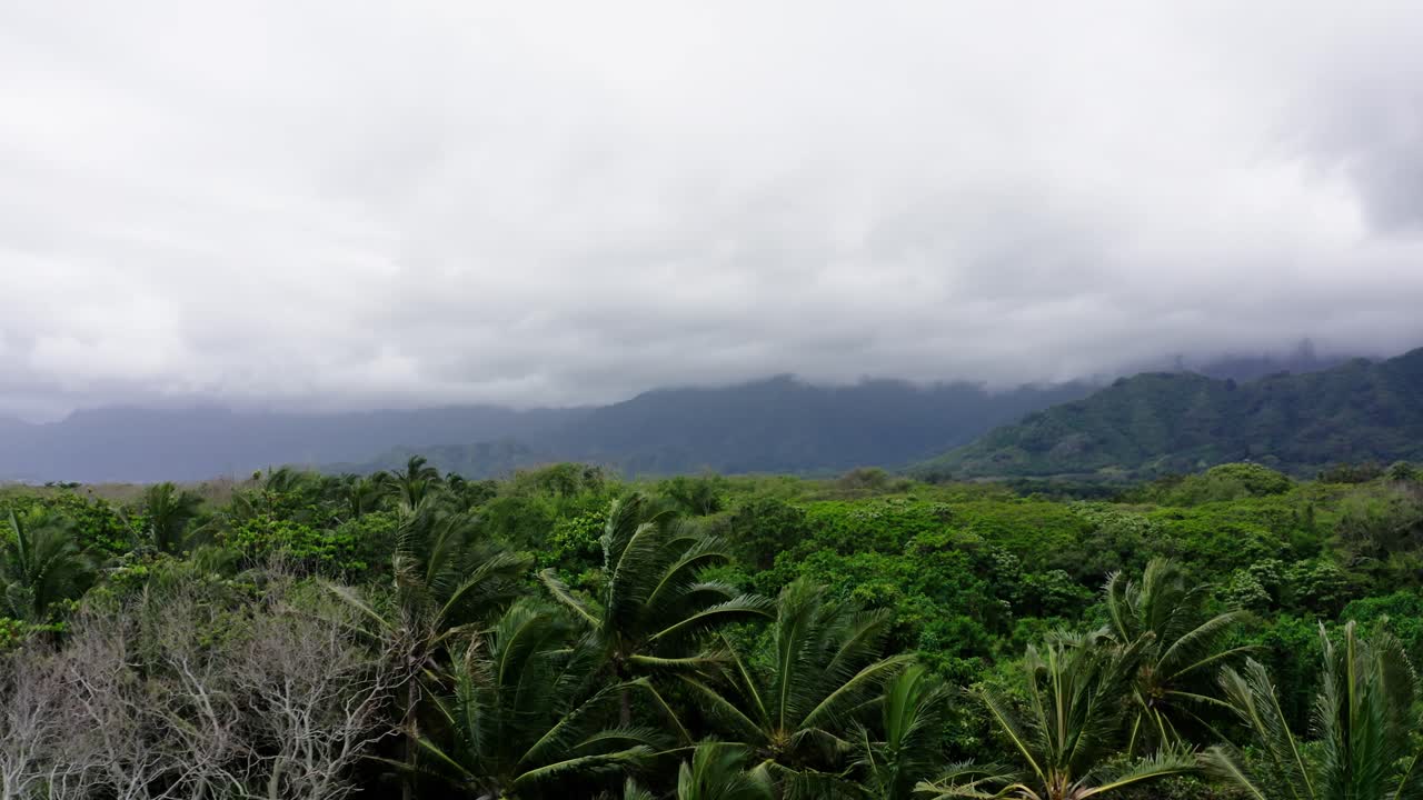 하와이의 울창한 숲 위에서 드론 촬영, 라기 공원 촬영 장소
