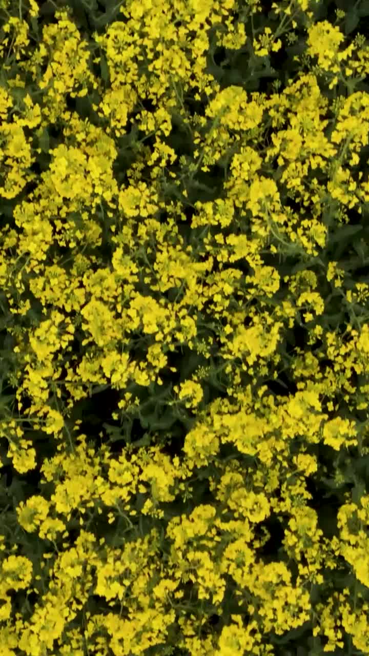Portrait low fast top down drone flight over rapeseed flowers field