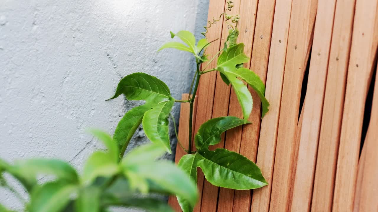Una pianta di frutto della passione contro un muro e un traliccio, che cresce in un giardino.