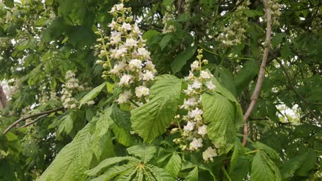 castaño europeo en el viento fuerte flores de primer plano floreciendo
