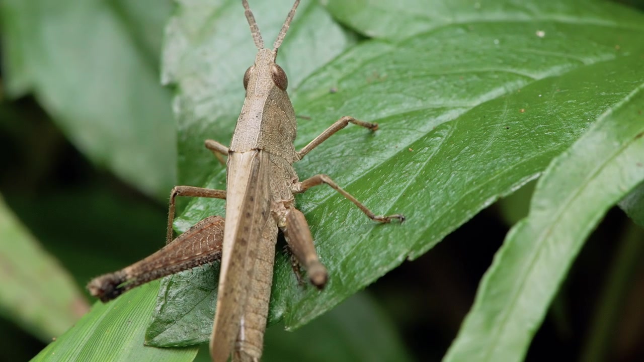 Scatto dettagliato di una grande cavalletta marrone che riposa su una foglia verde vibrante nella foresta.