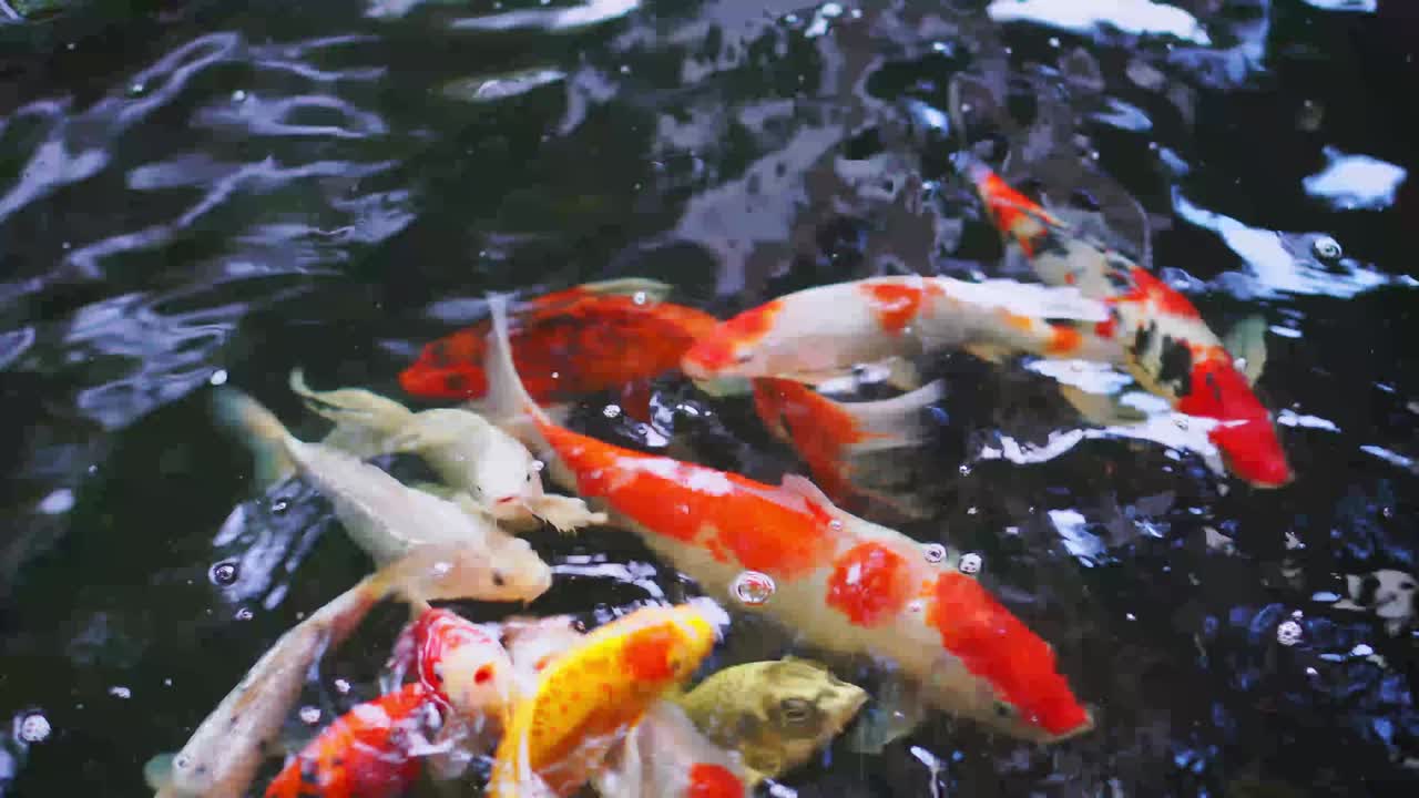 peces koi de varios colores nadando con gracia en el agua de un jardín, peces koi coloridos en el estanque
