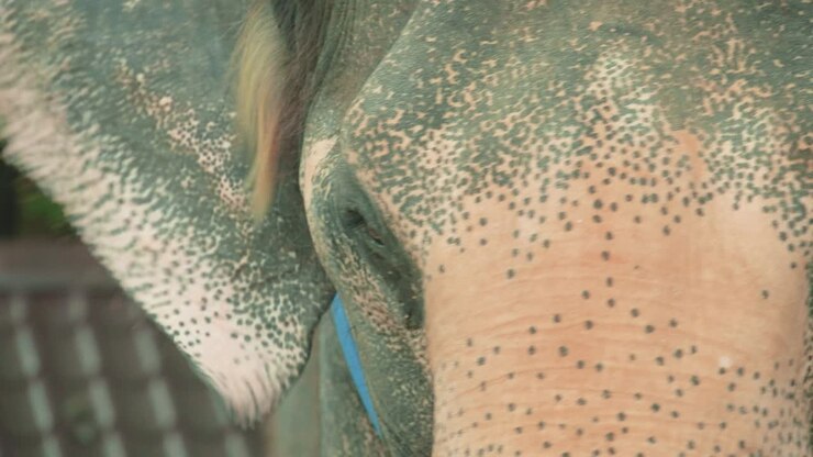 Close Up of a Thai Elephant's Eye in an Enclosure in Thailand