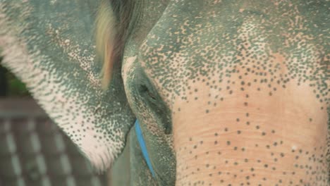 Close-Up-of-a-Thai-Elephant's-Eye-in-an-Enclosure-in-Thailand