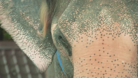 Close Up of a Thai Elephant&#039;s Eye in an Enclosure in Thailand