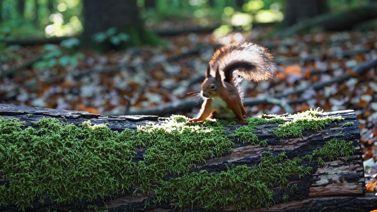 En video optaget i lav engel viser et egern på en mosbeklædt træstamme i en solbeskinnet skov, der fremviser en naturlig