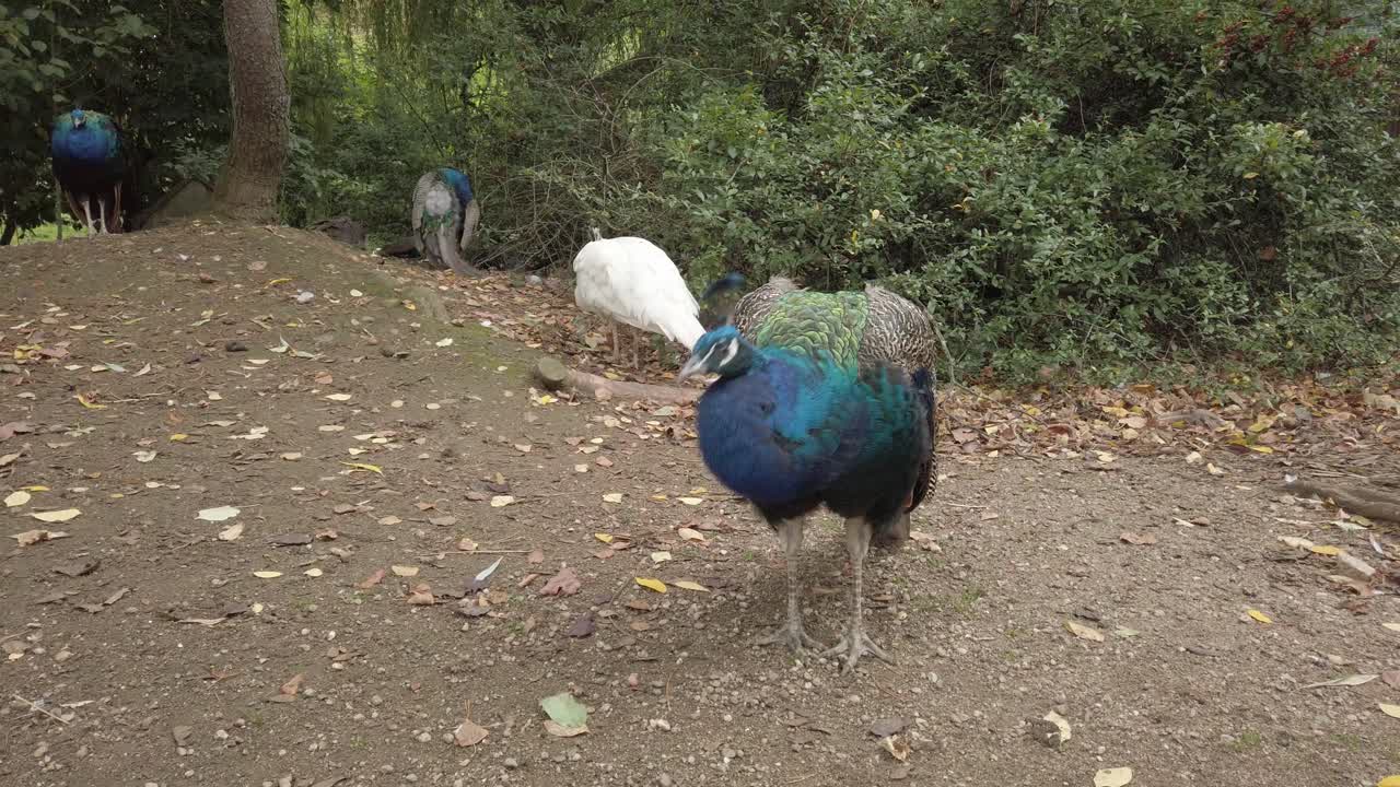 Påfågel som visar upp sin rika blå fjäderdräkt i en lugn parkmiljö i dagsljus