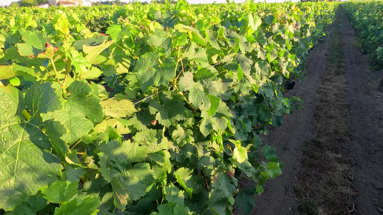 포도 에서 아침 빛 을 받고 있는 포도나무