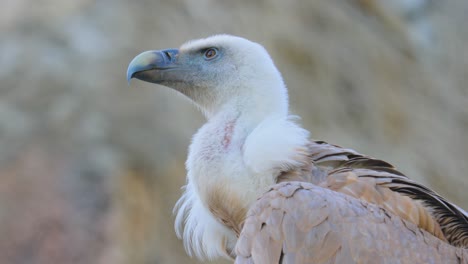 el buitre grifón (gyps fulvus) es un gran buitre del viejo mundo en la familia de aves de presa accipitridae. también se le conoce como el buitre eurasiático.