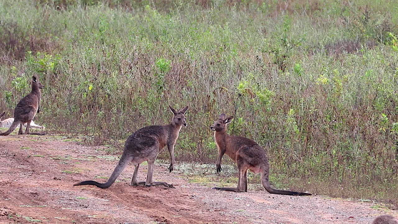 canguros participan en un combate de boxeo peleando a lo largo de un camino de tierra en australia 3