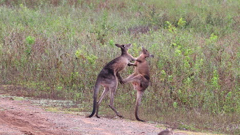 Kängurus-Nehmen-An-Einem-Boxkampf-Teil-Und-Kämpfen-Auf-Einer-Unbefestigten-Straße-In-Australien-3