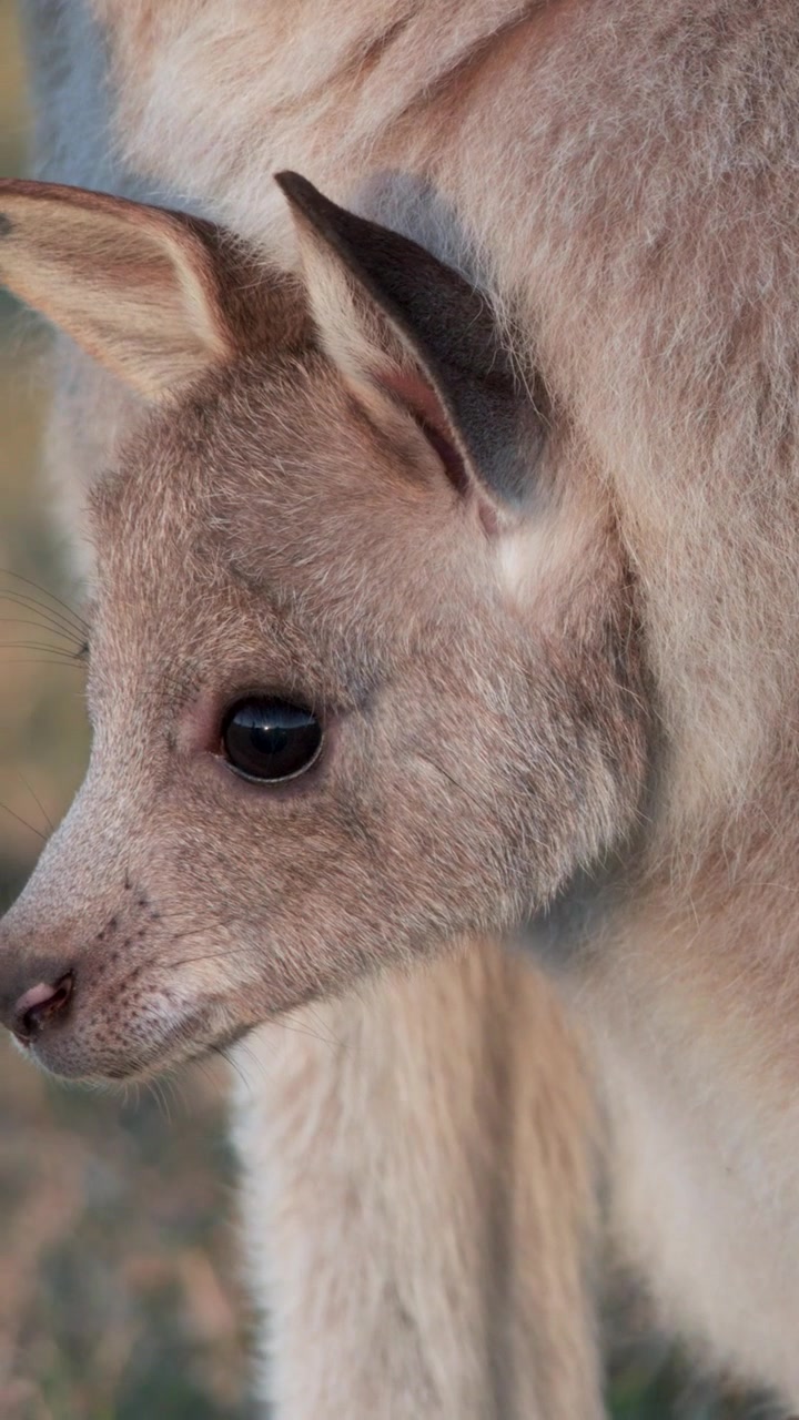 Un giovane cucciolo di canguro si affaccia dal marsupio della madre nella morbida luce dell'ora d'oro.